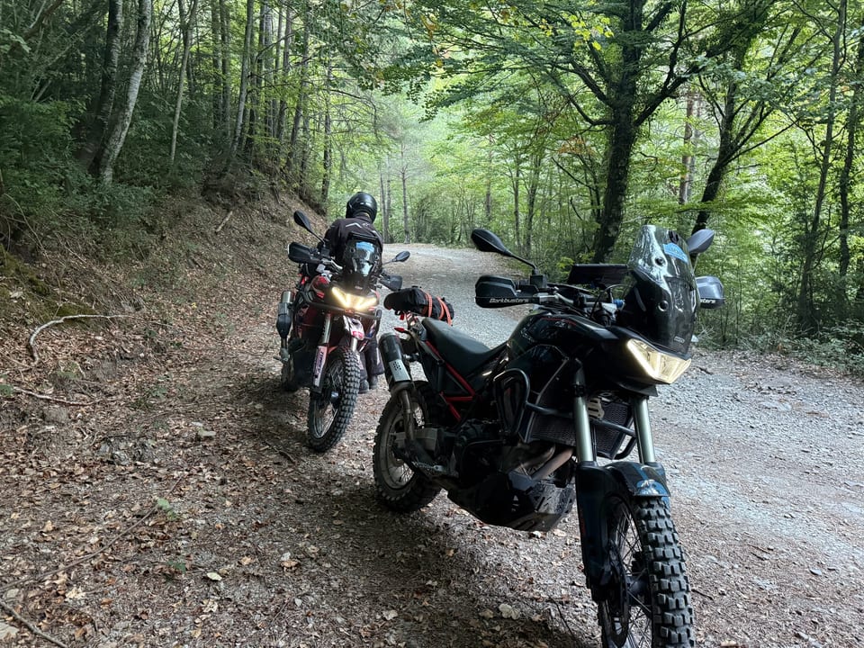 Beech forest, leaf-covered gravel. Ténéré ahead, Tuareg in front.